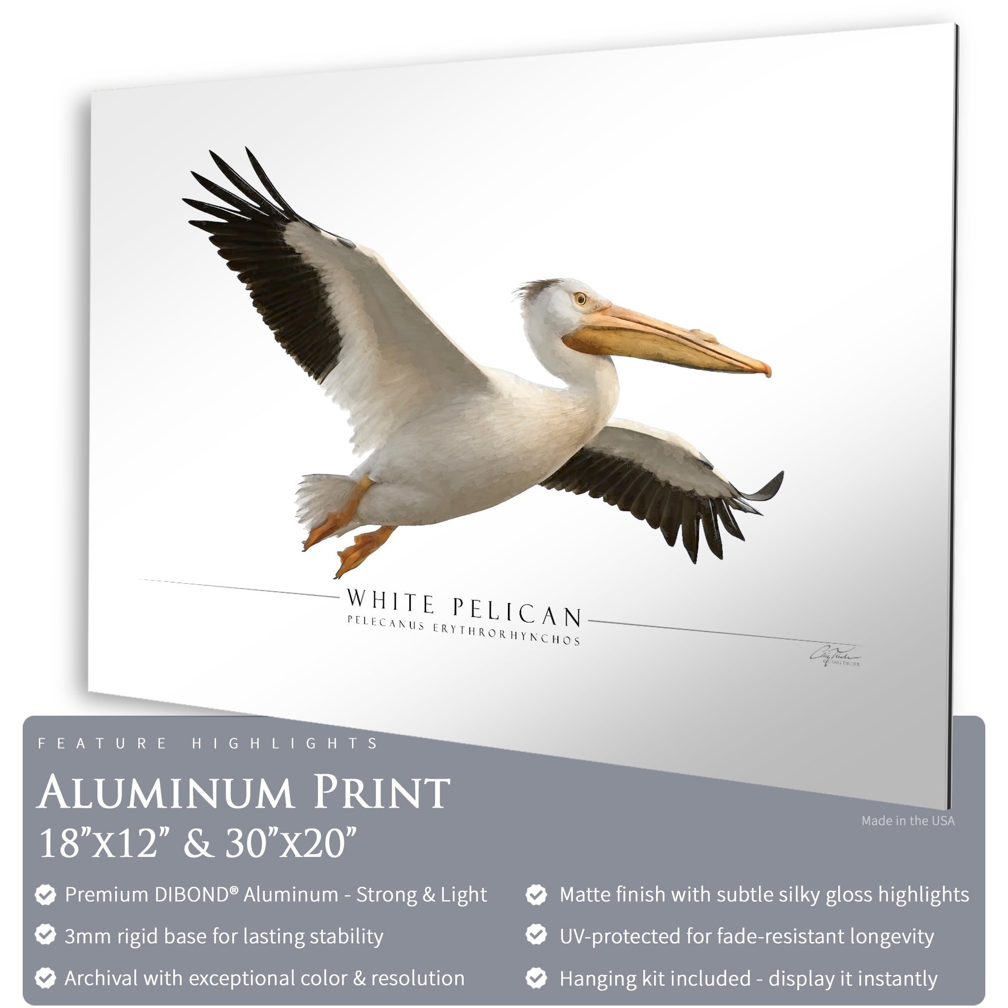 White Pelican - Side View