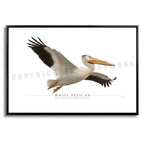 White Pelican - Side View