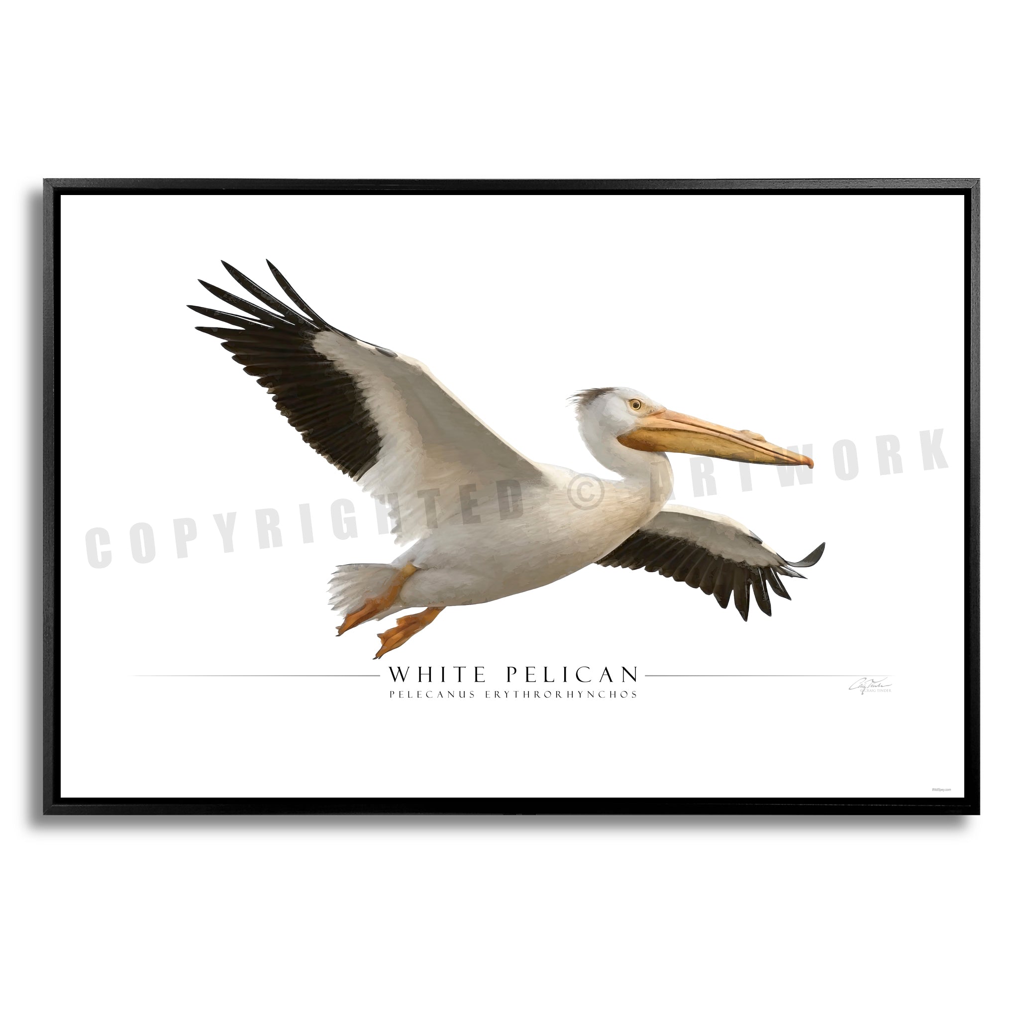 White Pelican - Side View