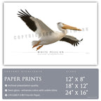 White Pelican - Side View