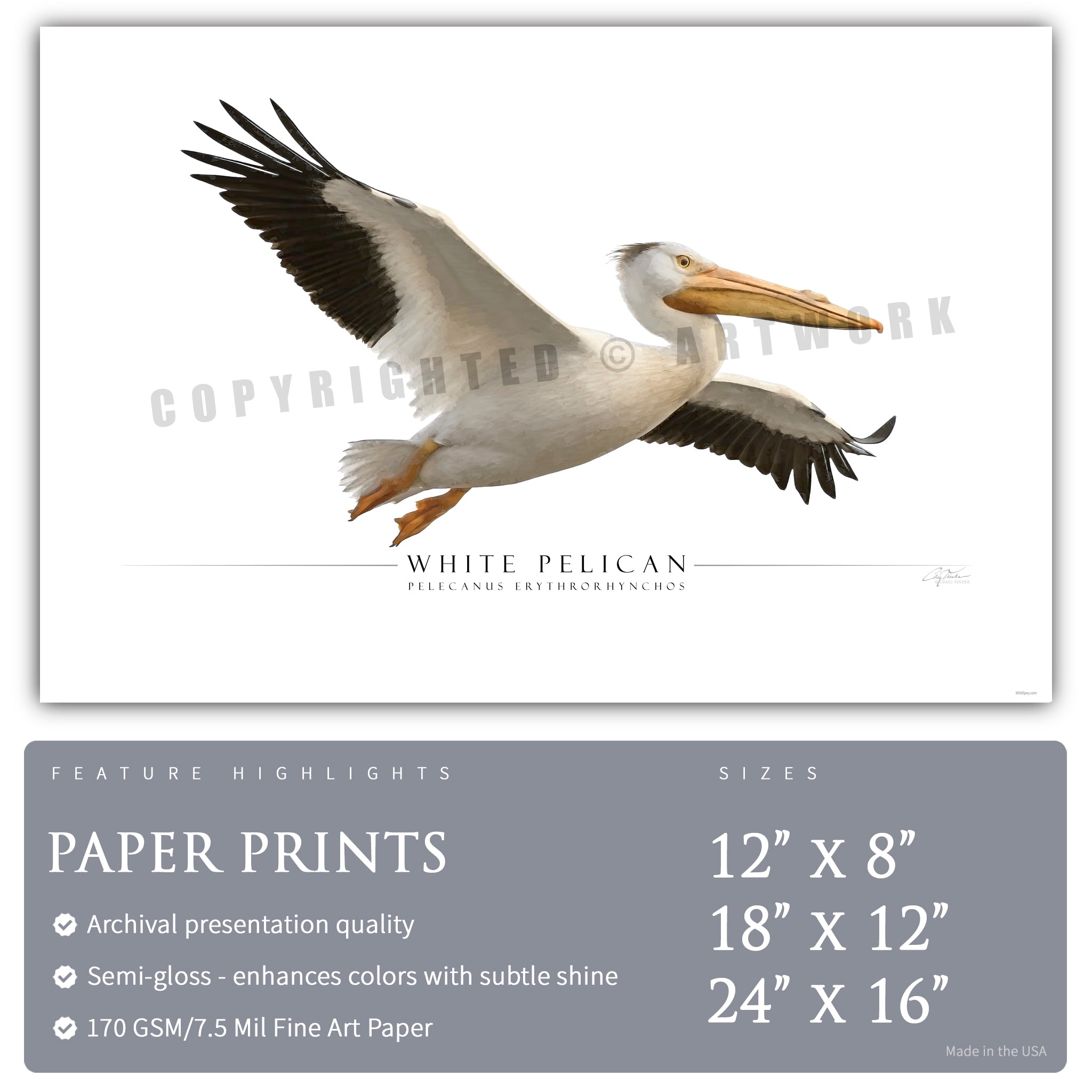 White Pelican - Side View