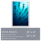 Hammerhead Symphony - Scapes