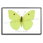 Cloudless Sulphur Butterfly - Side View