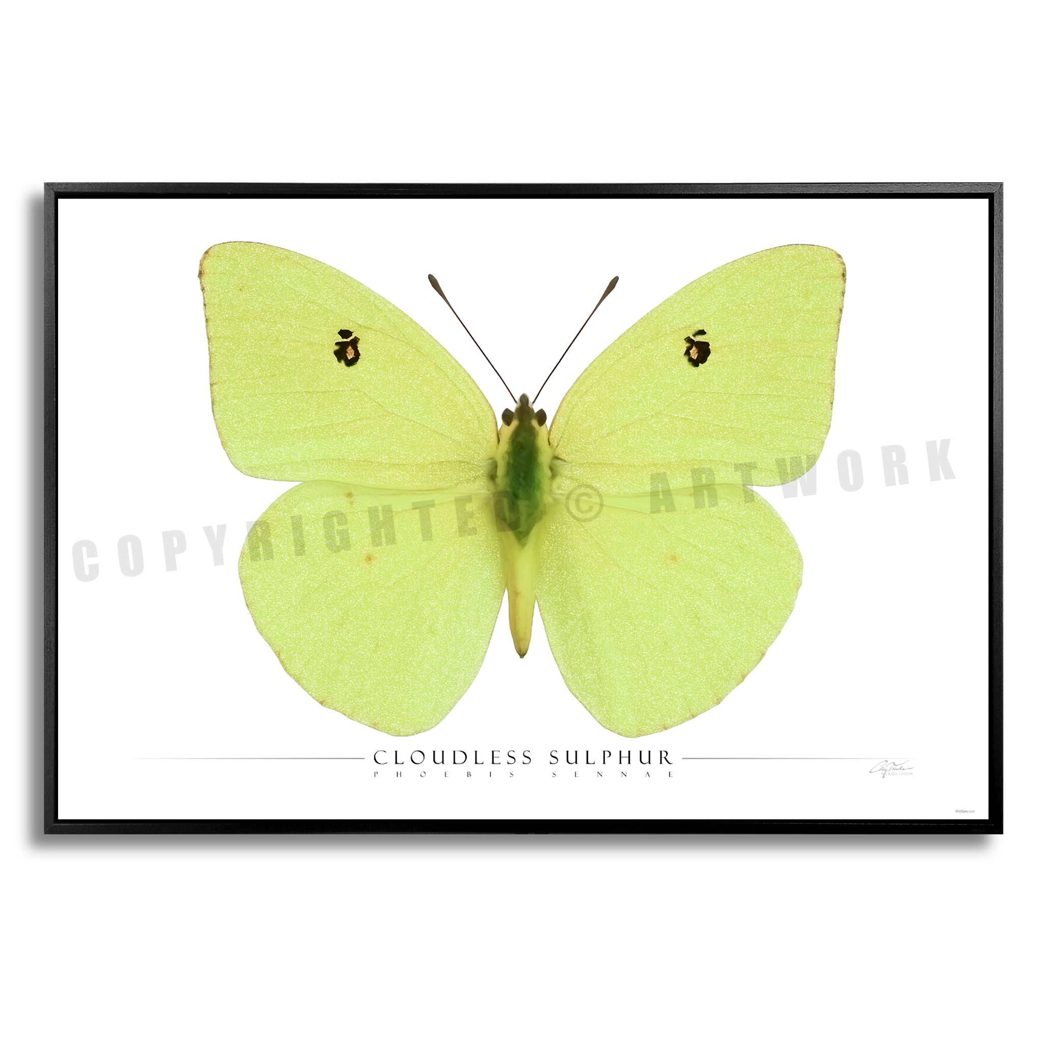 Cloudless Sulphur Butterfly - Side View