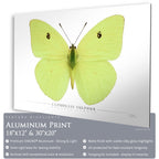 Cloudless Sulphur Butterfly - Side View