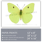 Cloudless Sulphur Butterfly - Side View