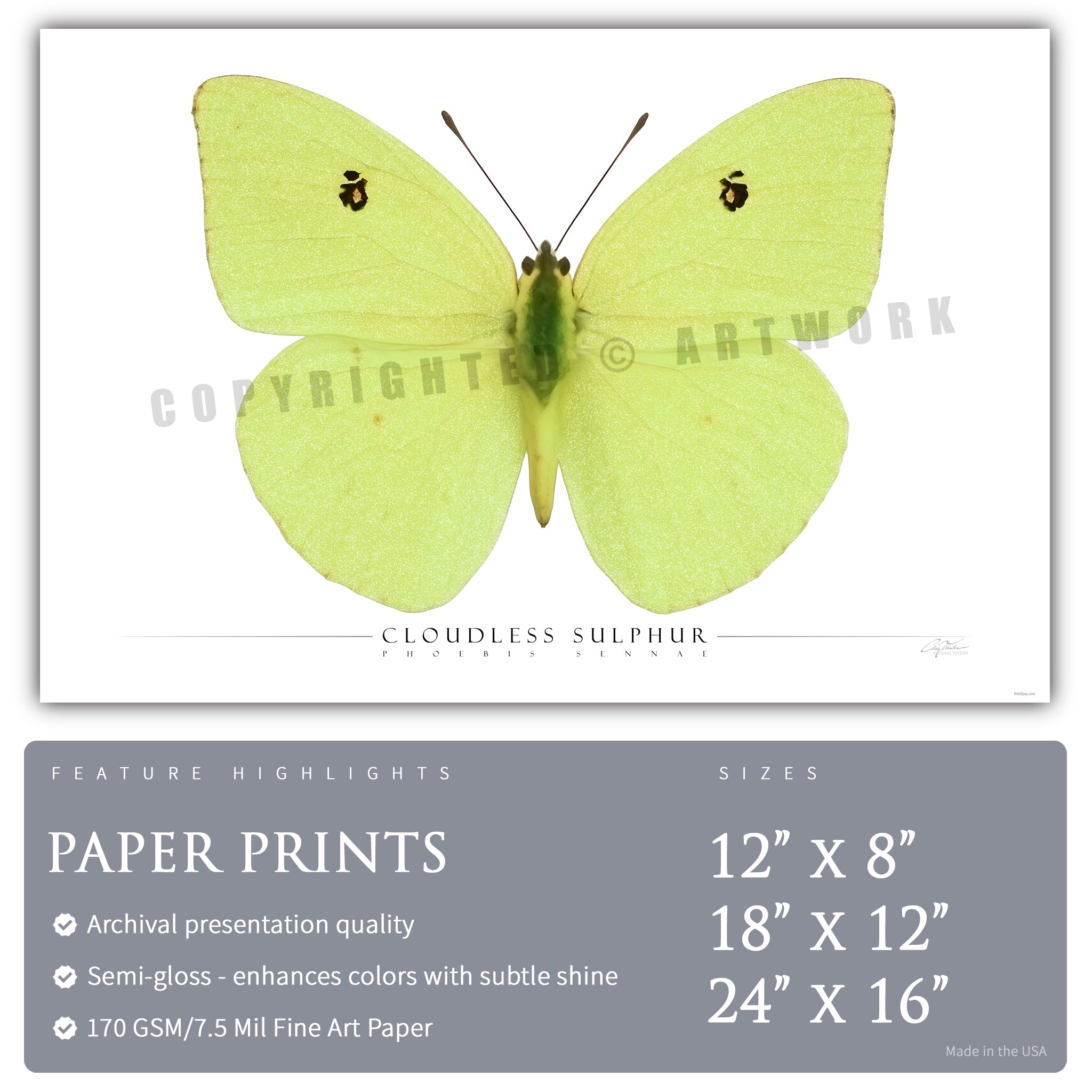 Cloudless Sulphur Butterfly - Side View