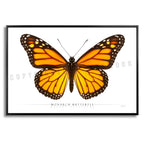 Monarch Butterfly - Side View