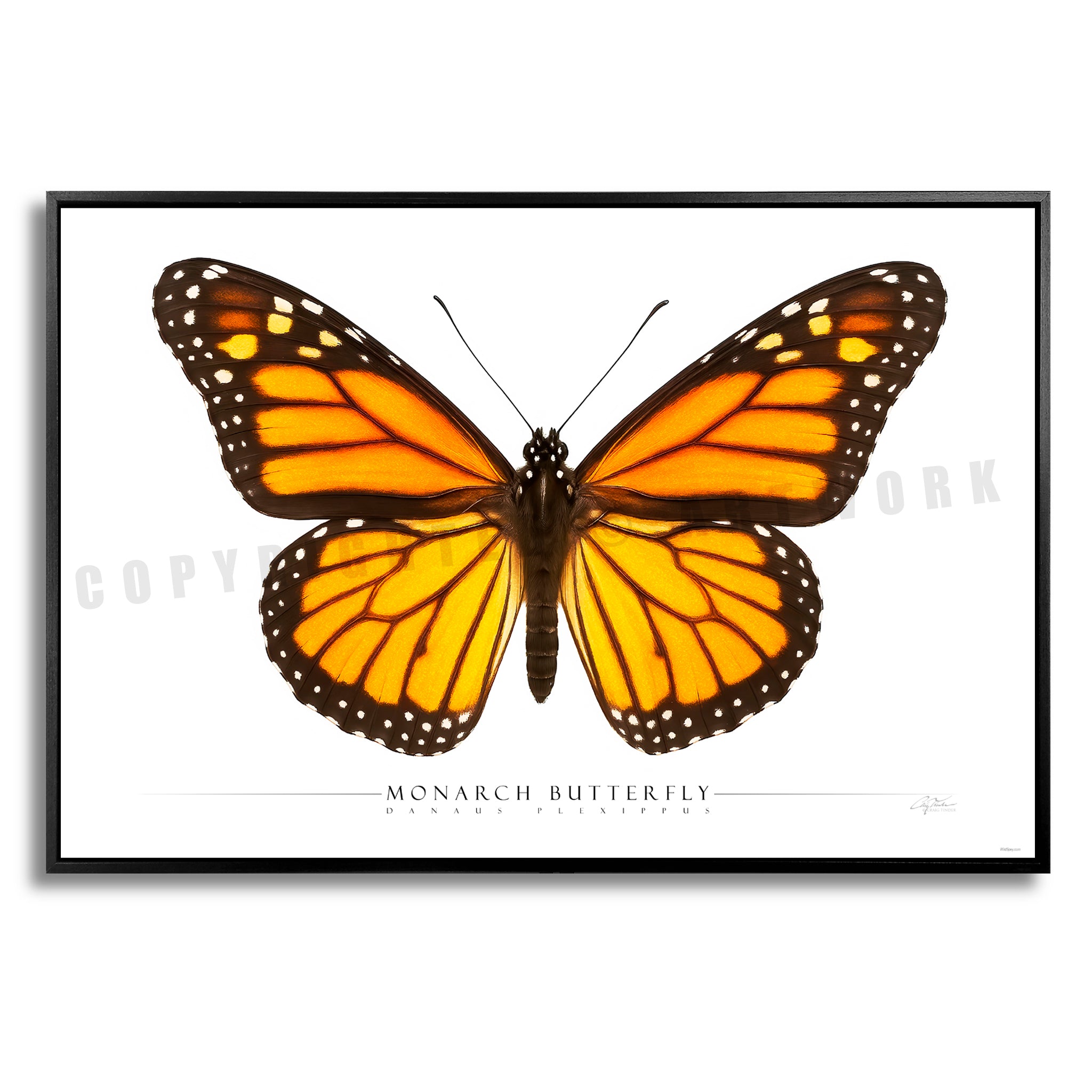 Monarch Butterfly - Side View