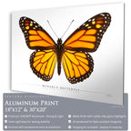 Monarch Butterfly - Side View