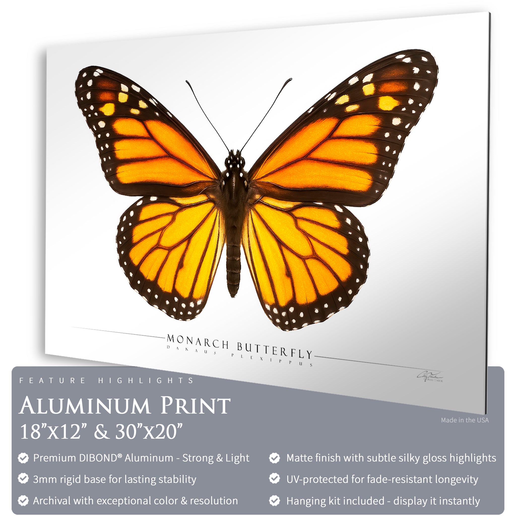 Monarch Butterfly - Side View