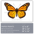 Monarch Butterfly - Side View