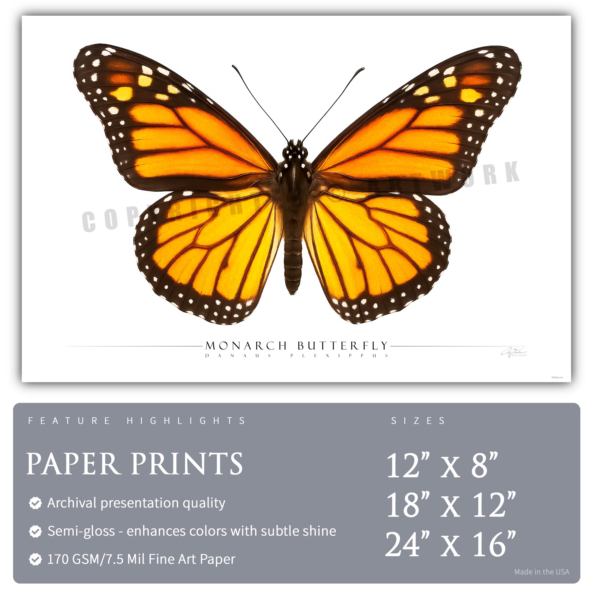Monarch Butterfly - Side View