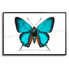 Great Purple Hairstreak Butterfly - Side View