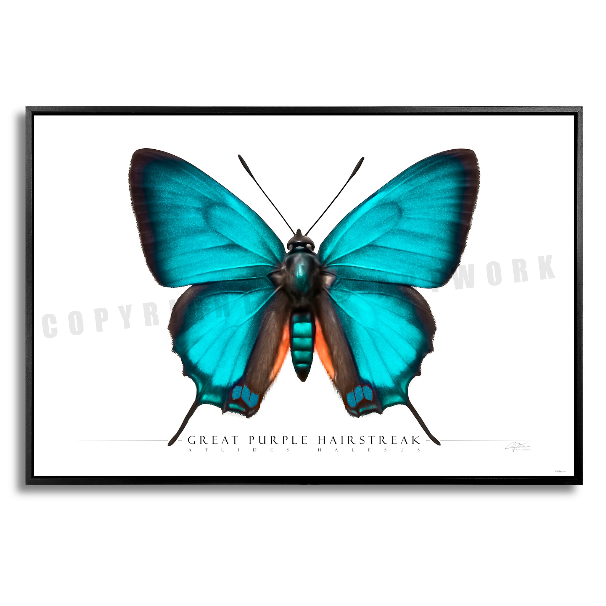 Great Purple Hairstreak Butterfly - Side View