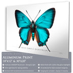 Great Purple Hairstreak Butterfly - Side View