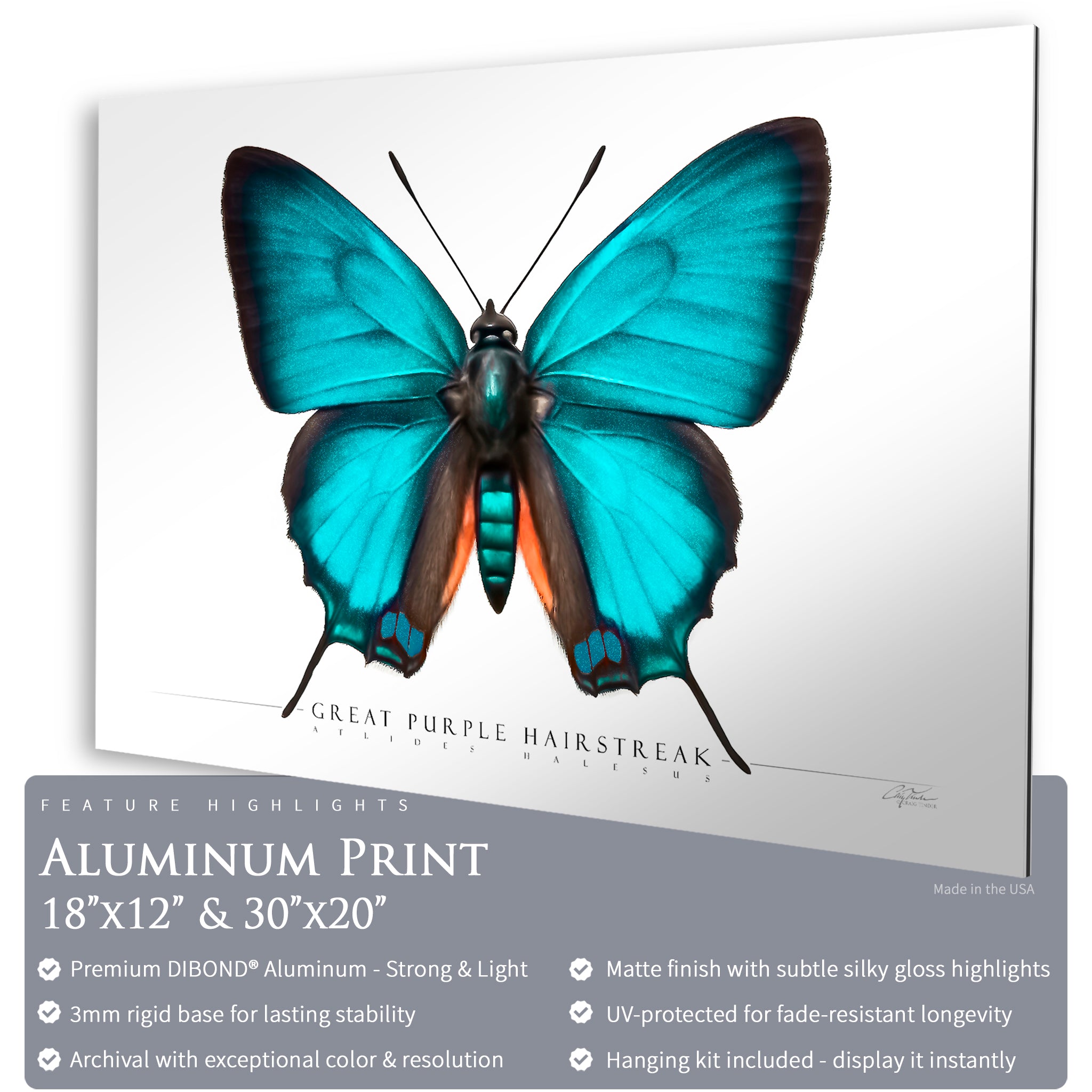 Great Purple Hairstreak Butterfly - Side View