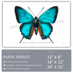 Great Purple Hairstreak Butterfly - Side View