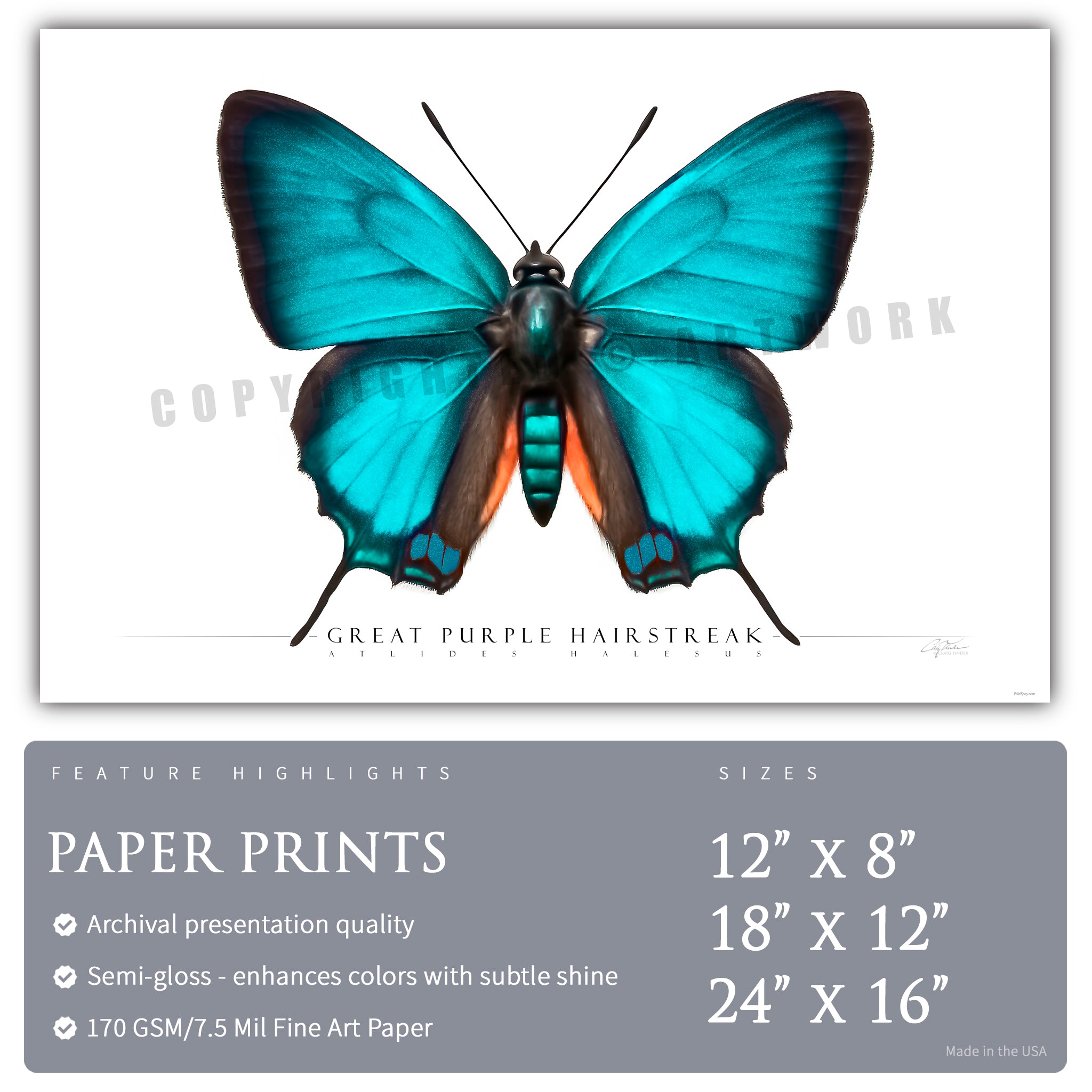 Great Purple Hairstreak Butterfly - Side View