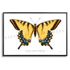 Tiger Swallowtail Butterfly - Side View