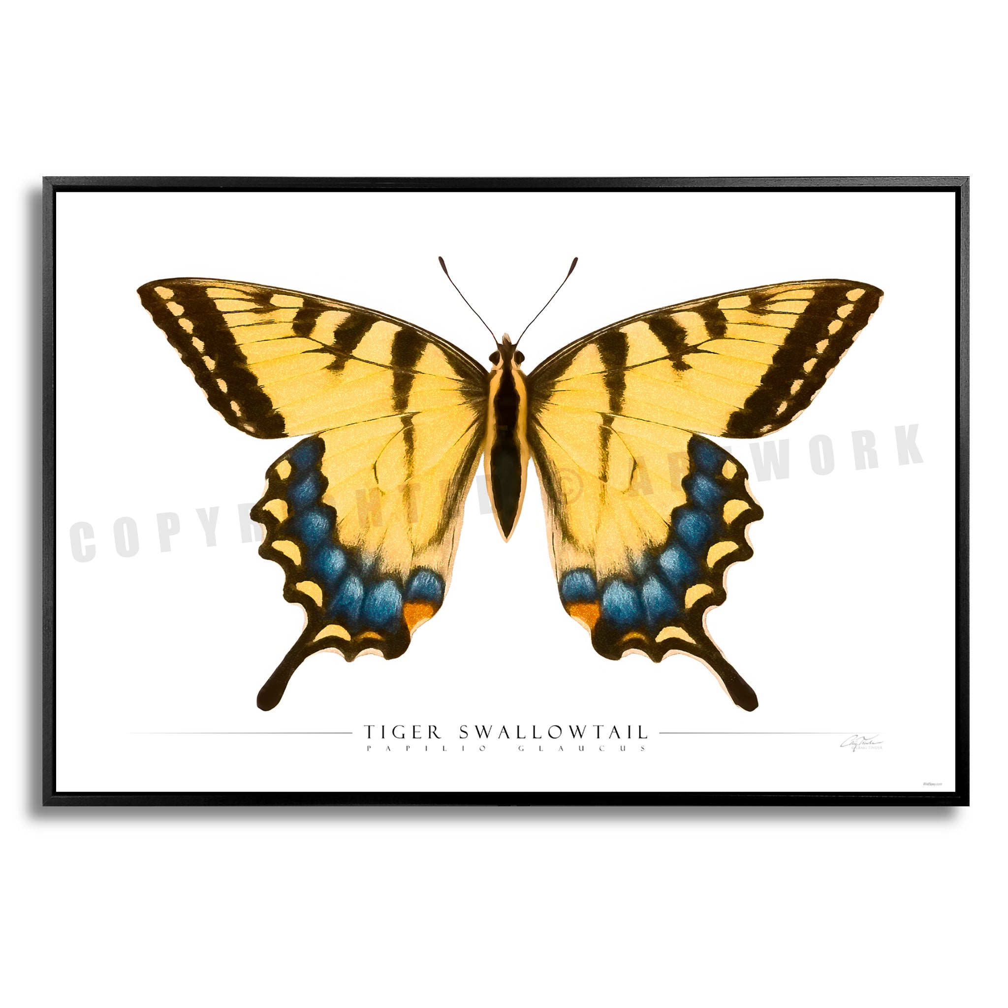 Tiger Swallowtail Butterfly - Side View