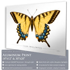 Tiger Swallowtail Butterfly - Side View