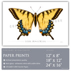 Tiger Swallowtail Butterfly - Side View