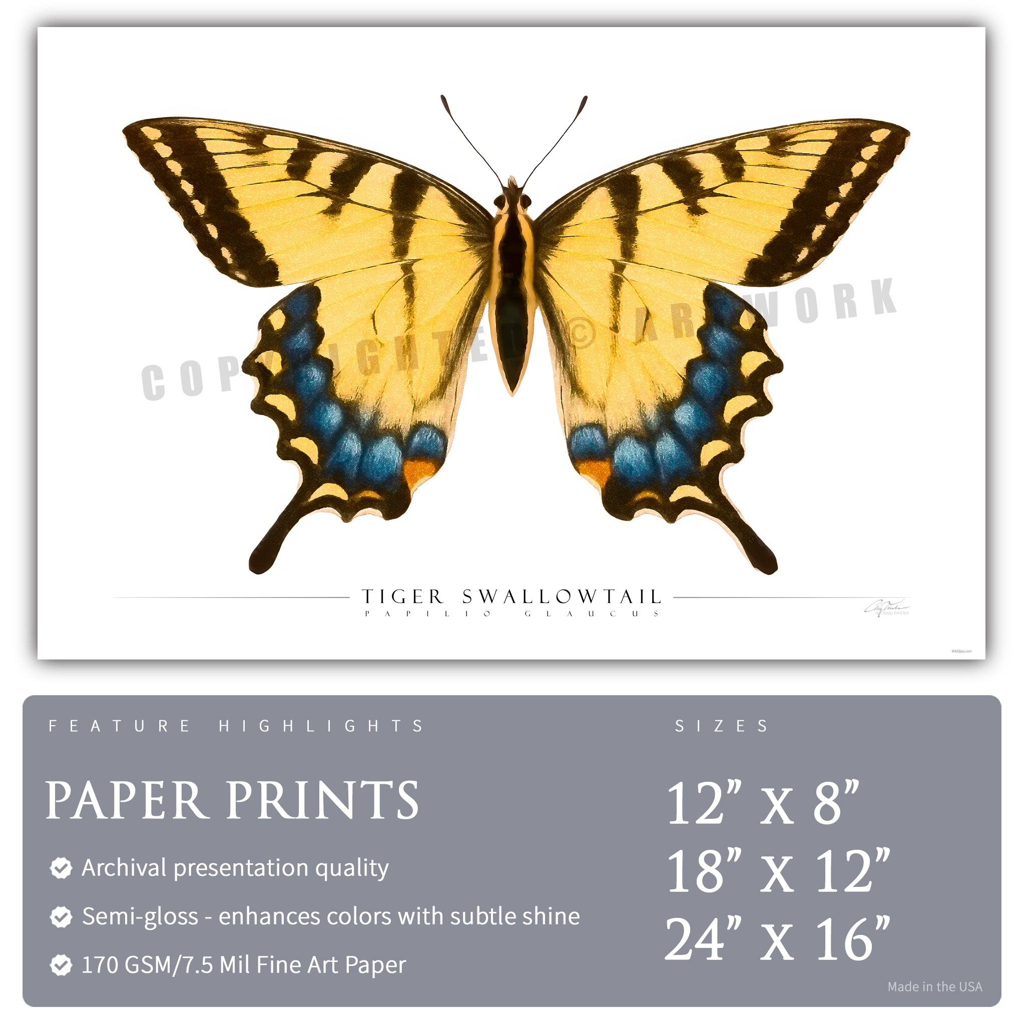Tiger Swallowtail Butterfly - Side View