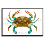 Blue Crab - Side View