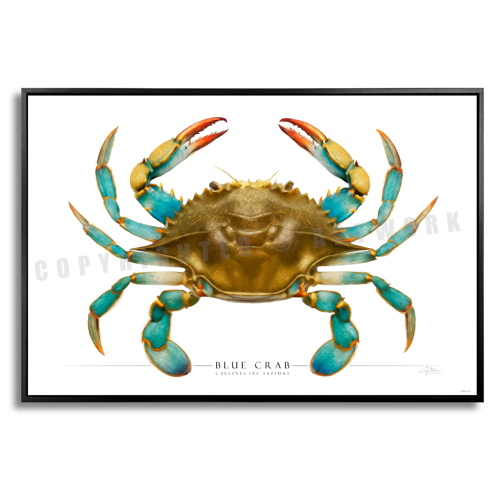 Blue Crab - Side View