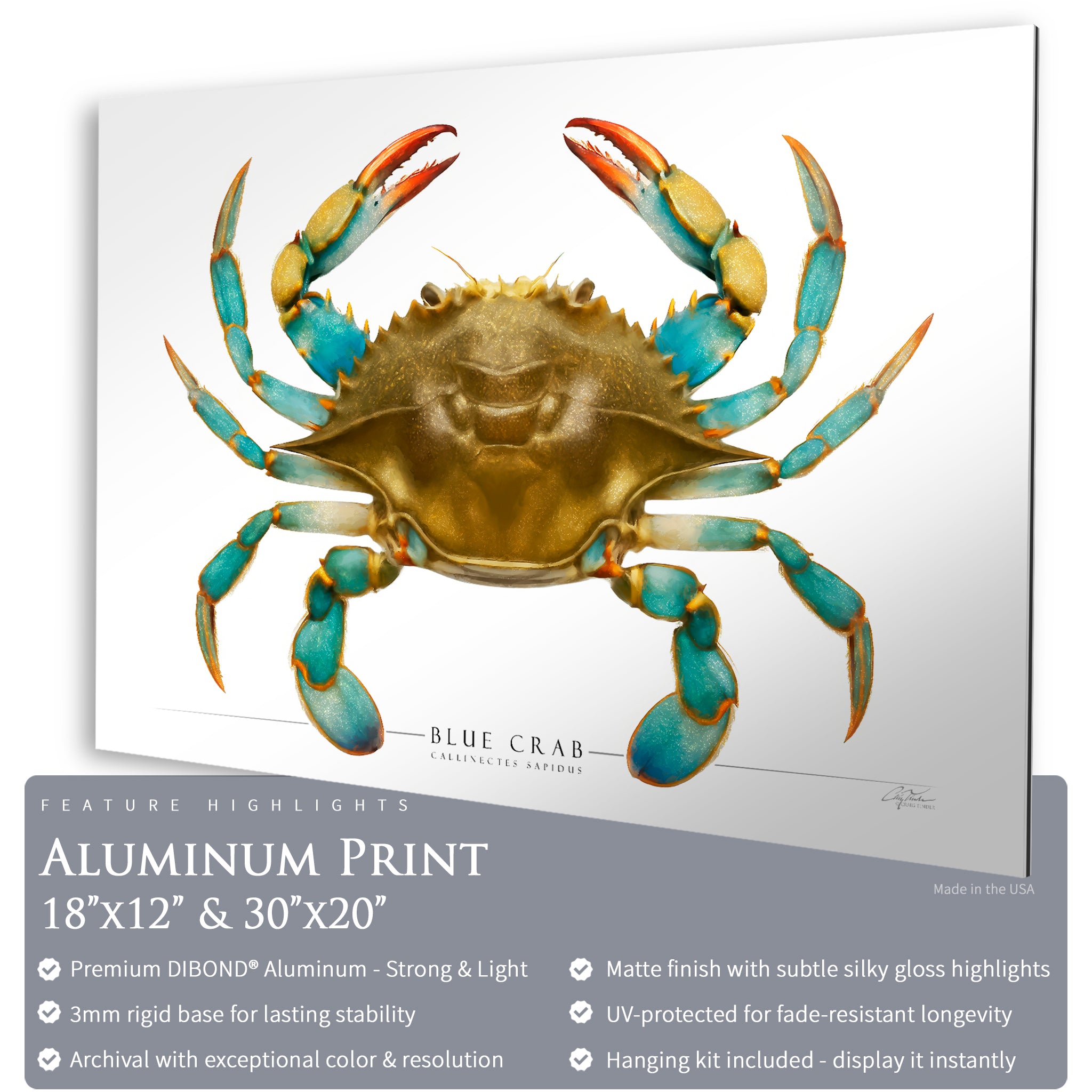 Blue Crab - Side View