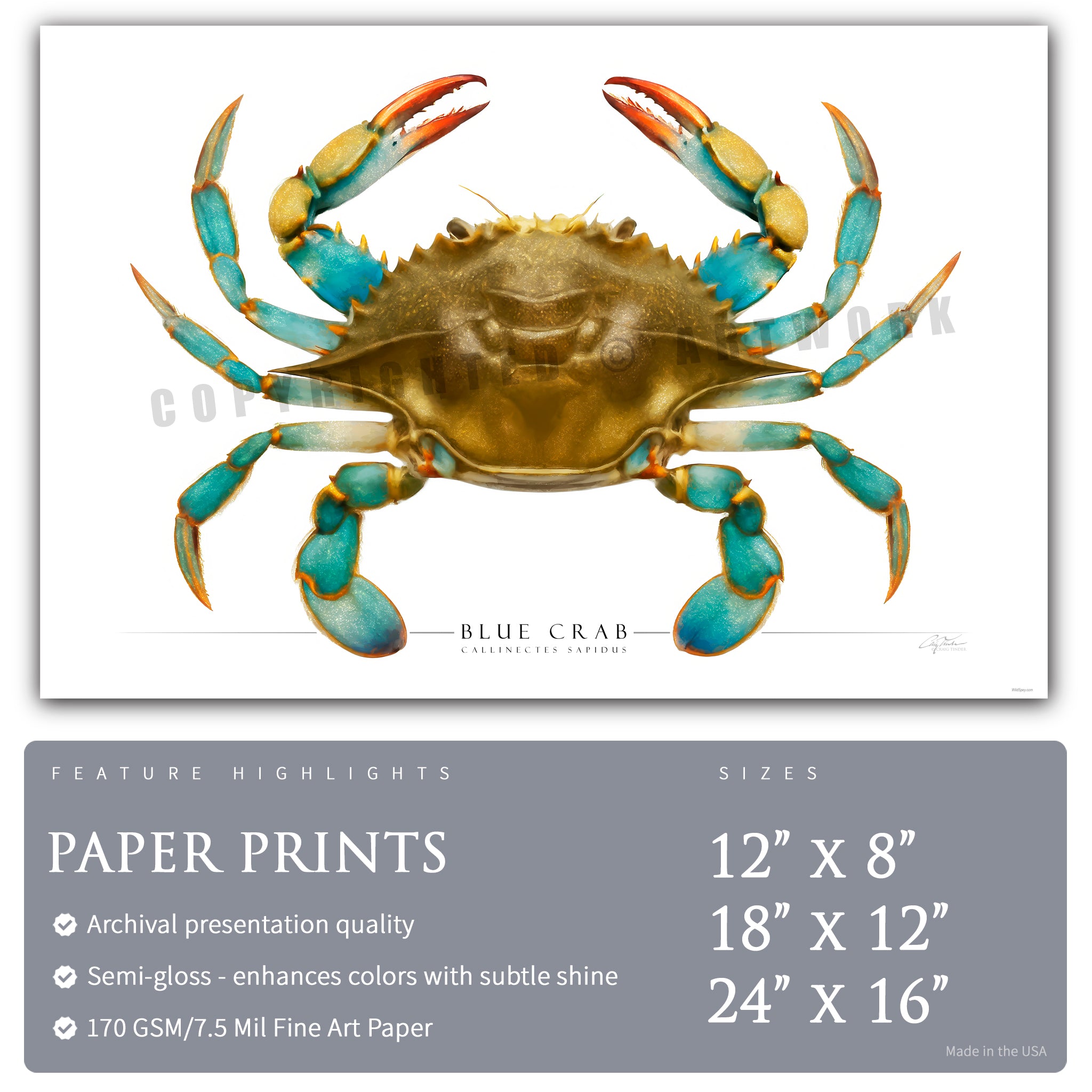 Blue Crab - Side View