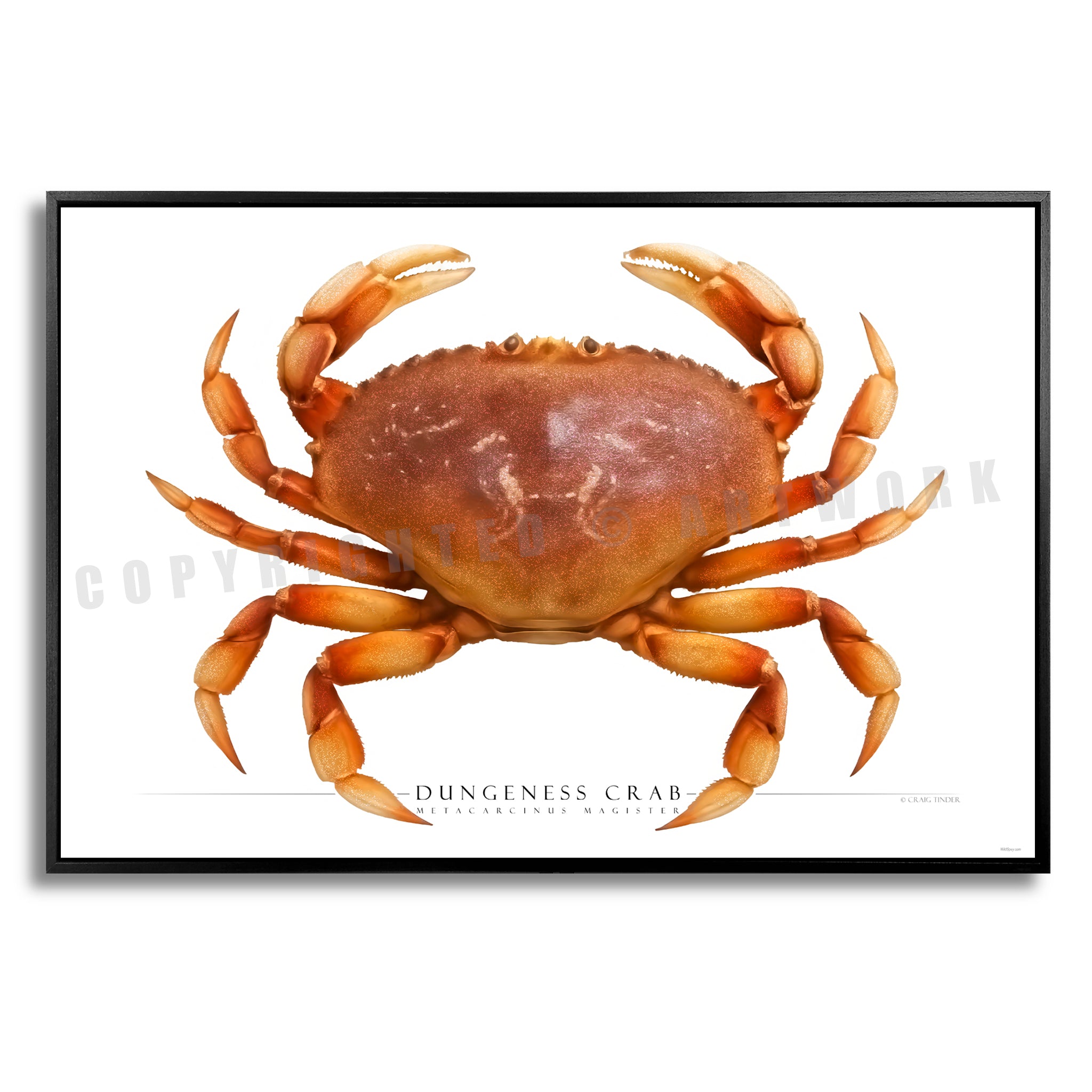 Dungeness Crab - Side View