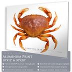 Dungeness Crab - Side View