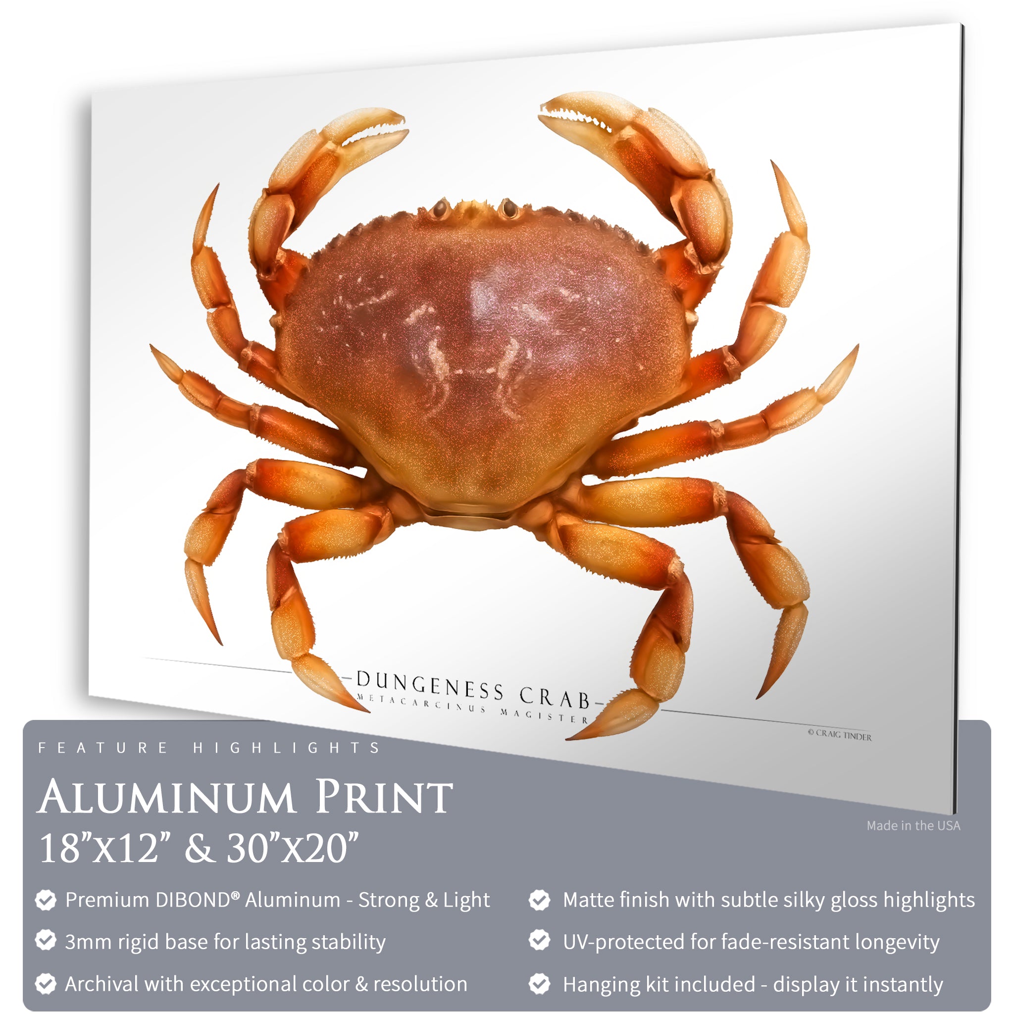 Dungeness Crab - Side View