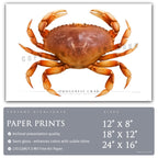 Dungeness Crab - Side View