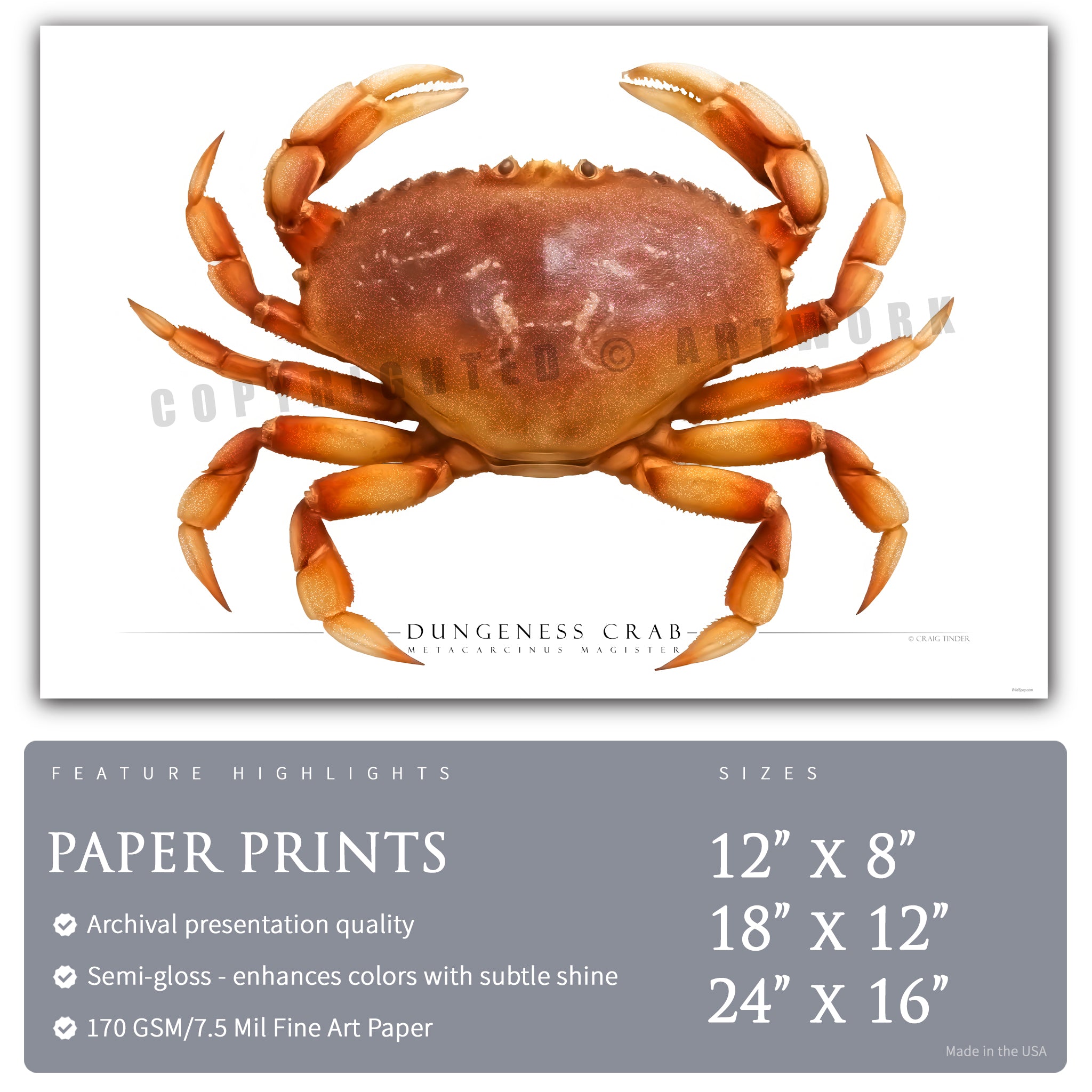 Dungeness Crab - Side View