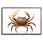Fiddler Crab - Side View