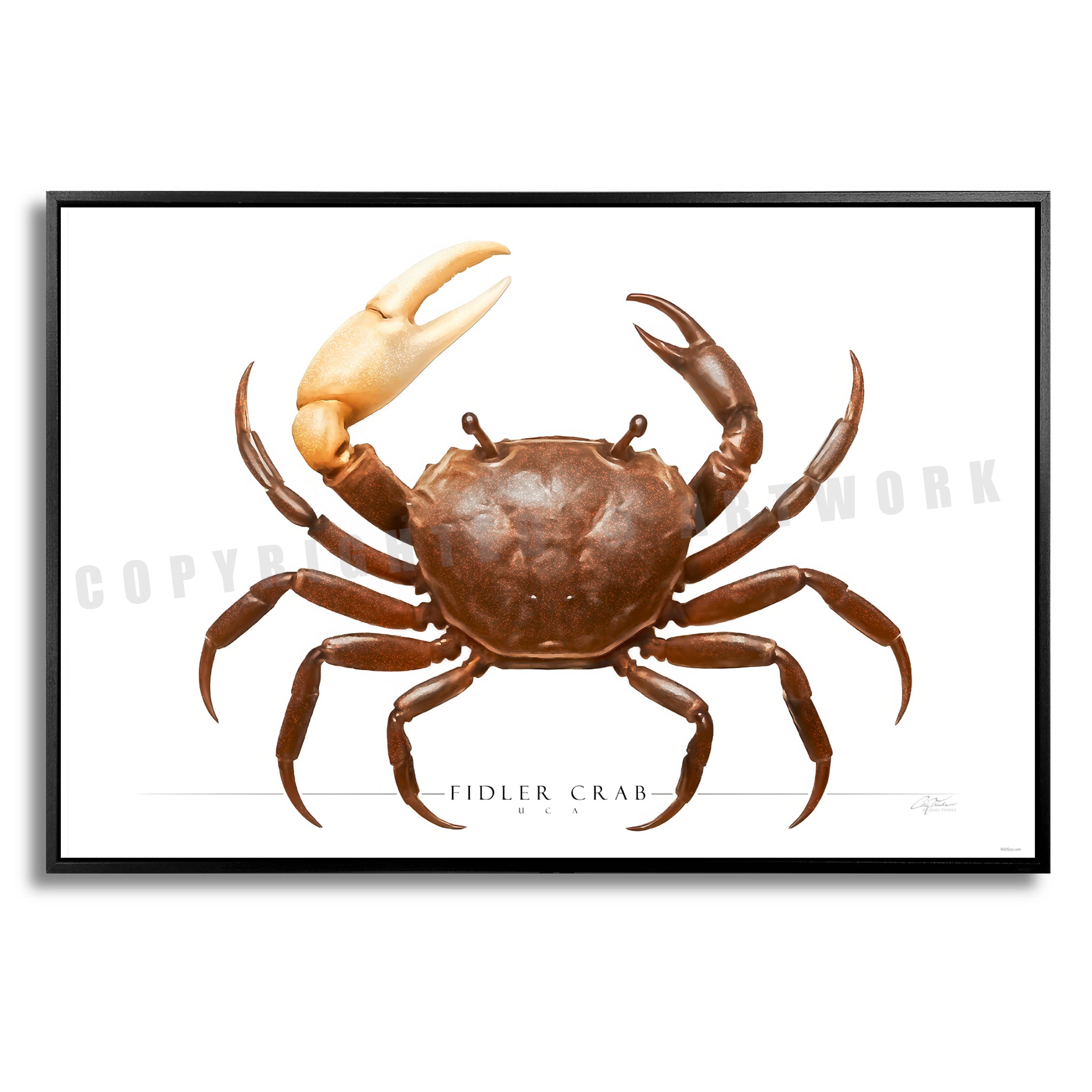 Fiddler Crab - Side View