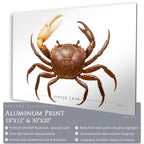 Fiddler Crab - Side View