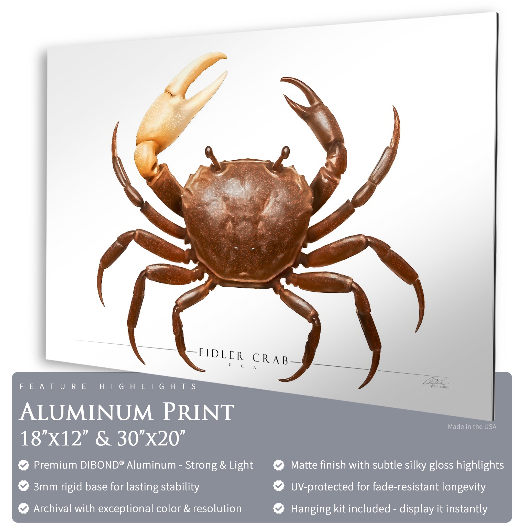 Fiddler Crab - Side View