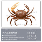 Fiddler Crab - Side View