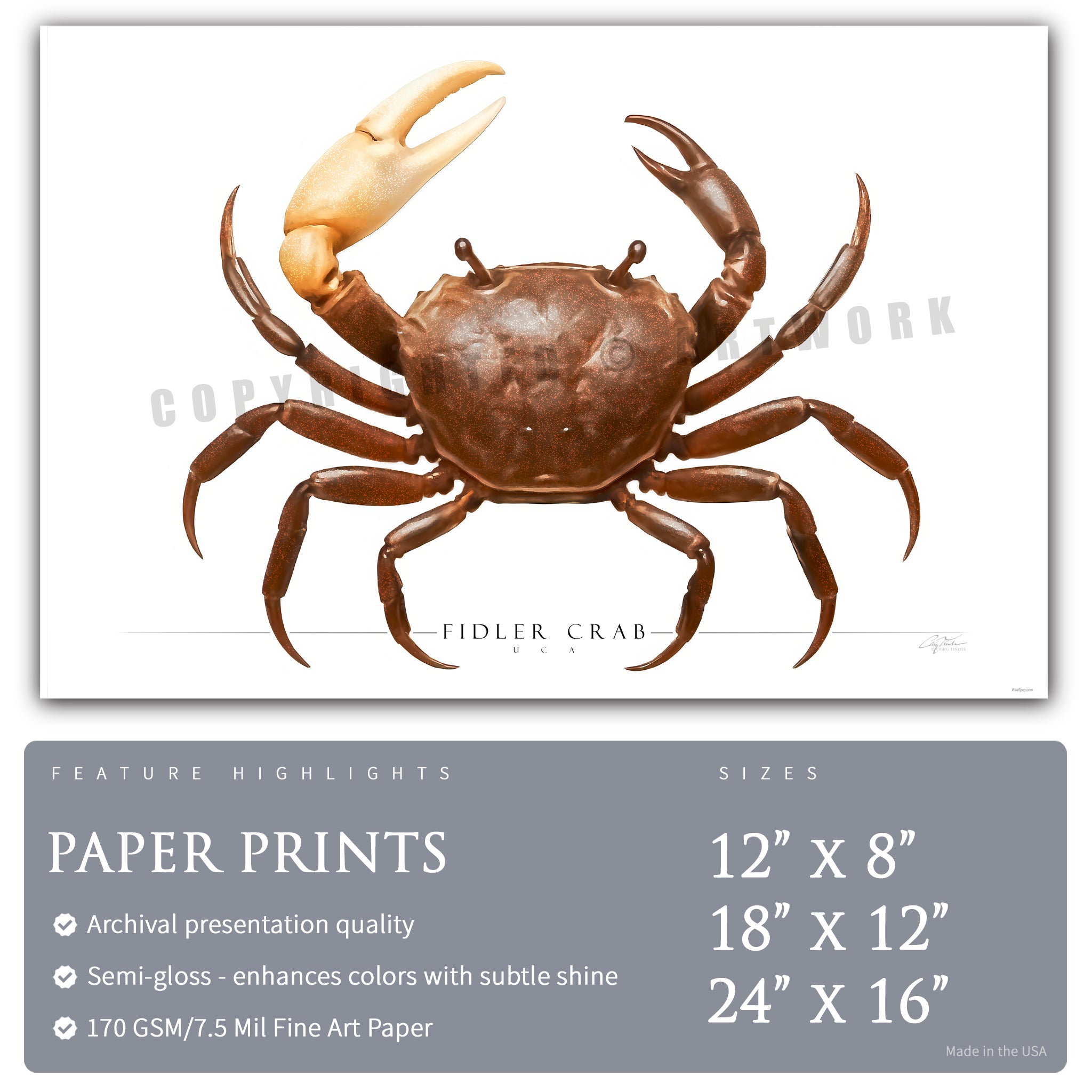 Fiddler Crab - Side View