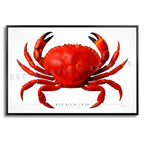 Red Rock Crab - Side View