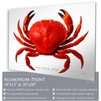 Red Rock Crab - Side View