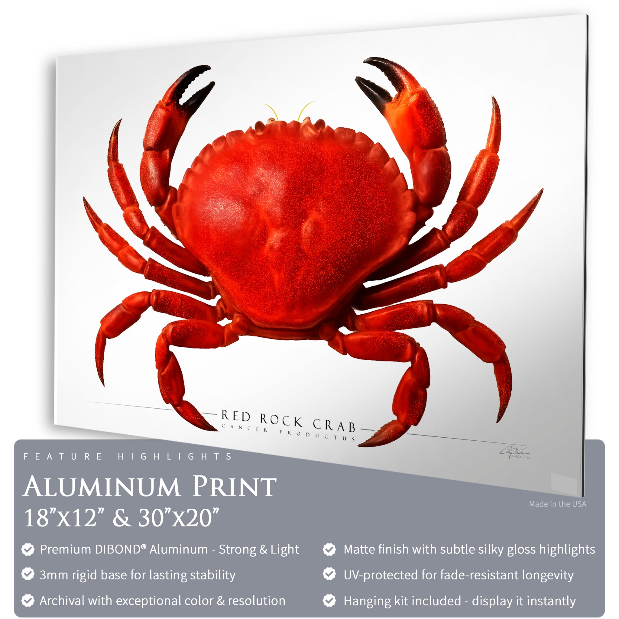 Red Rock Crab - Side View