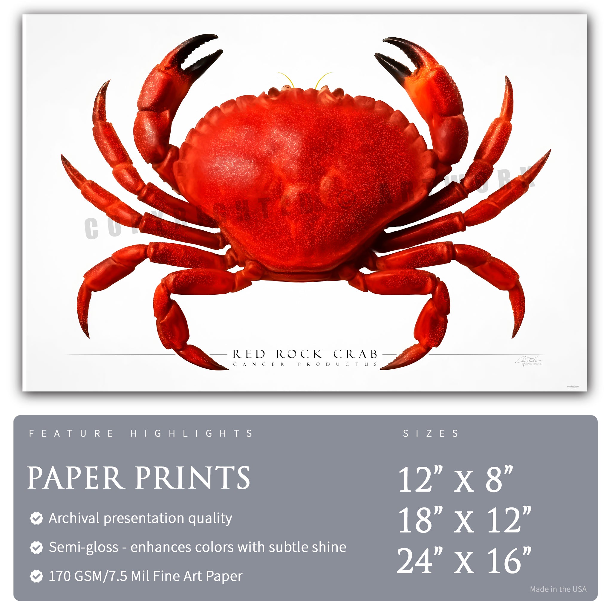 Red Rock Crab - Side View