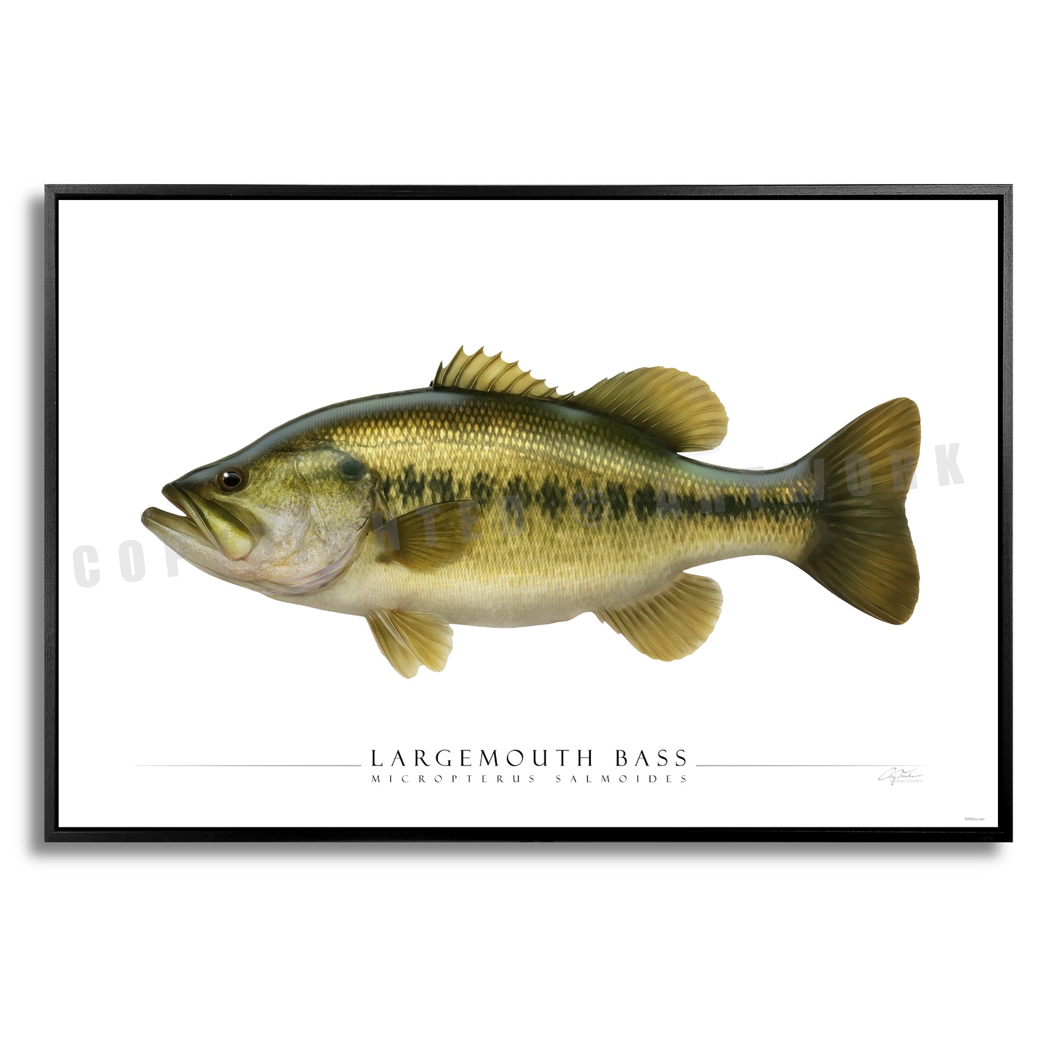 Largemouth Bass - Side View