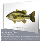 Largemouth Bass - Side View