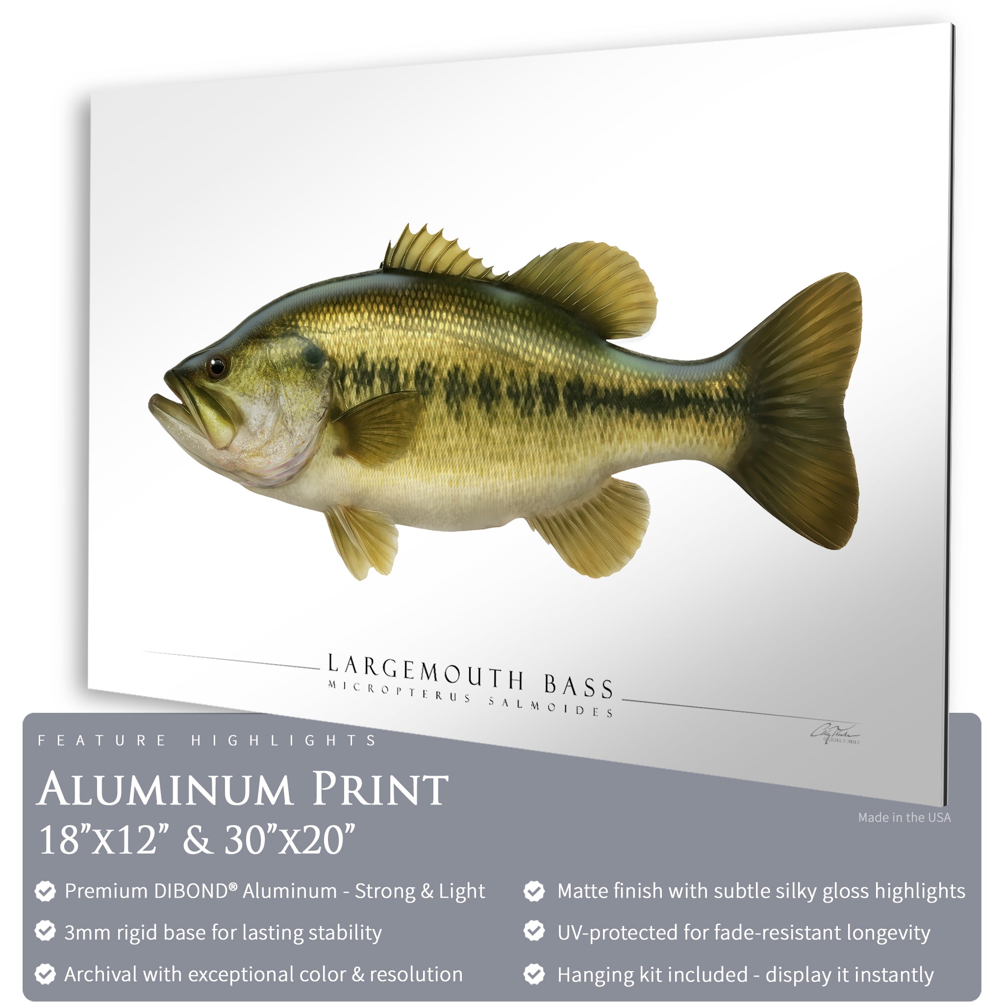 Largemouth Bass - Side View